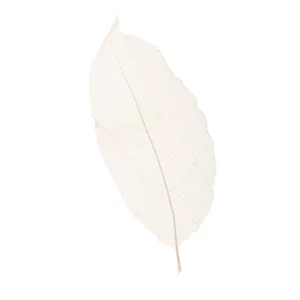 Листья магнолии белые скелетированные 100 шт