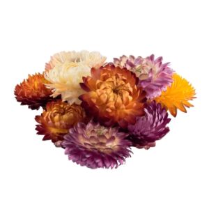 Геліхризум асорті 50 шт