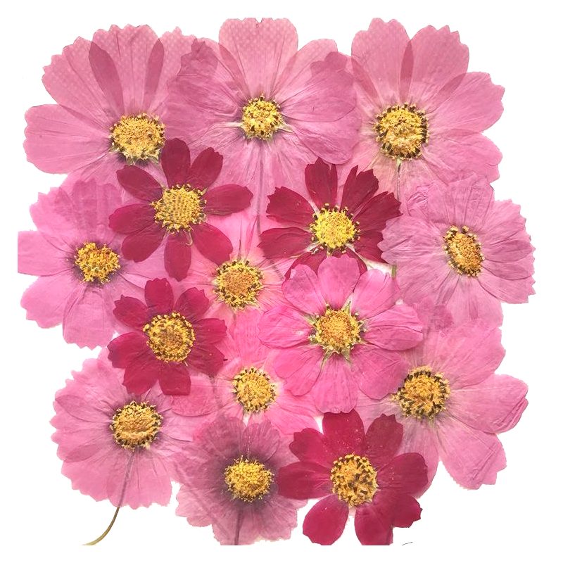 Квіти сублімовані Космос Біпінната, 40 мм, 100 шт