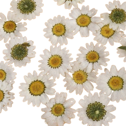 Квіти сублімовані Ромашка біла, 20-30 мм, 100 шт