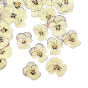 Квіти сублімовані Віола кремова 20-30мм, 100 шт